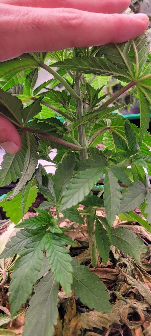 Z42 #2. Week 4