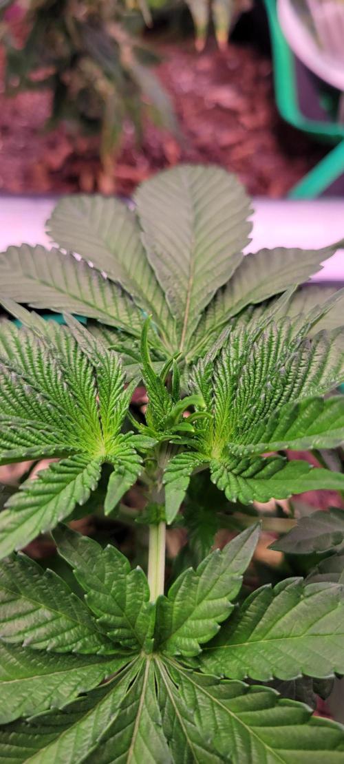 Z42 #2. Week 4