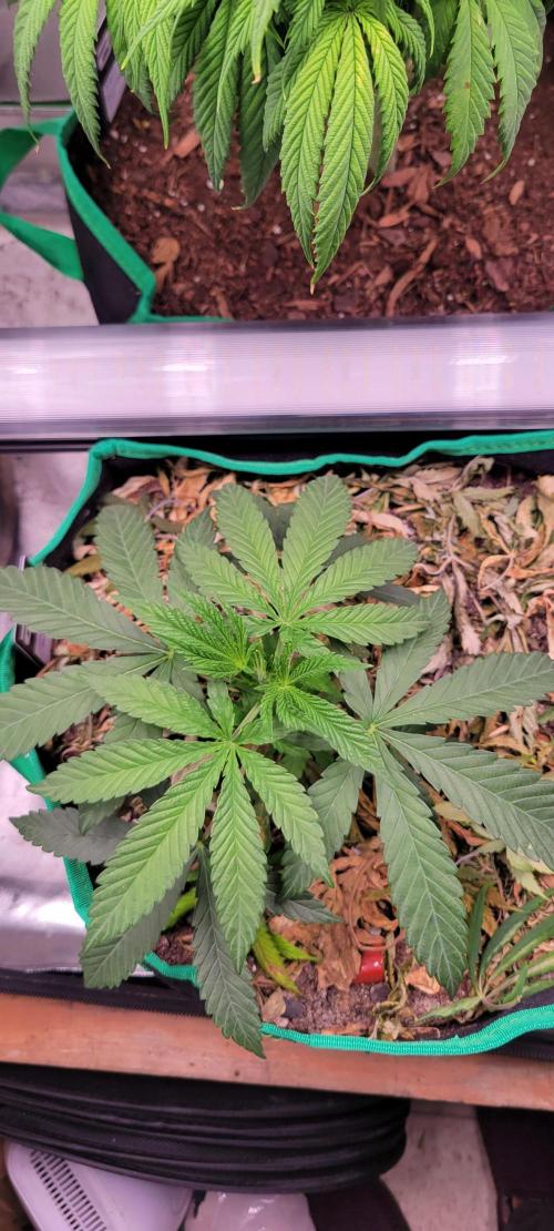 Gary Sherbet. Week 4