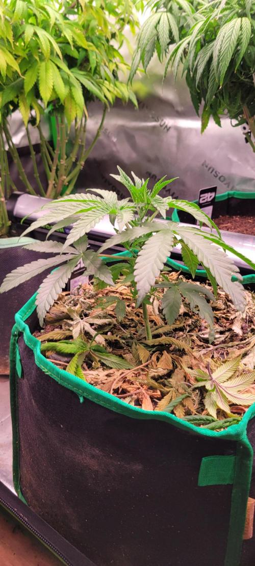 Gary Sherbet. Week 4