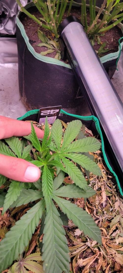 Gary Sherbet. Week 4