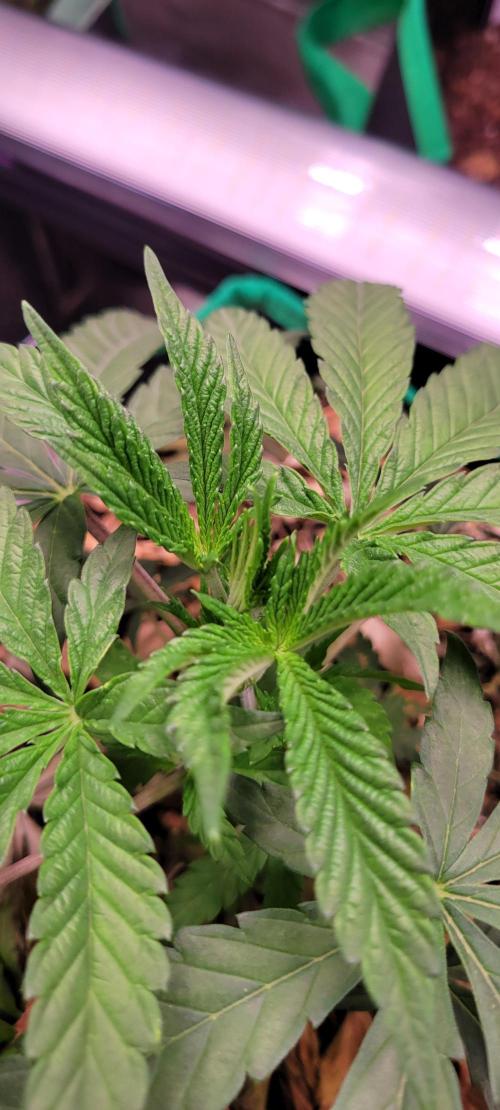 Gary Sherbet. Week 4