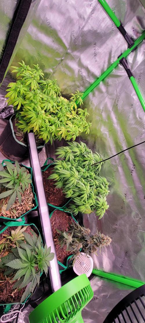 Gary Sherbet. Week 4
