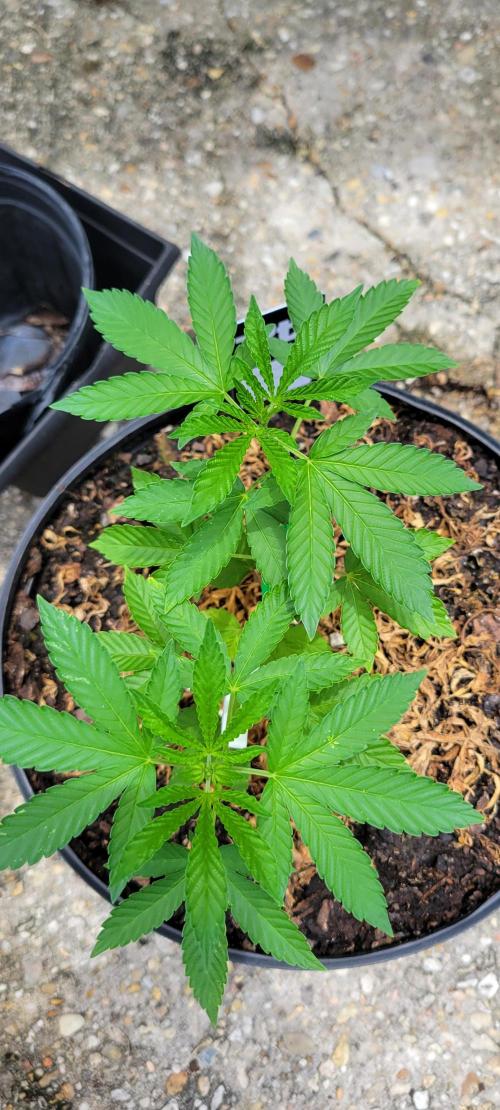 Spit Shot. Week 4