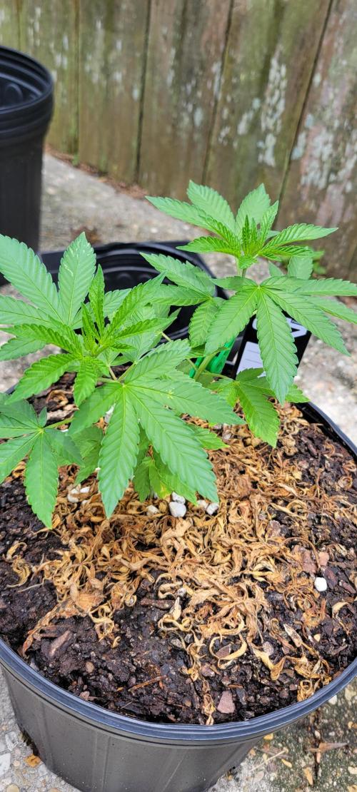 Spit Shot. Week 4