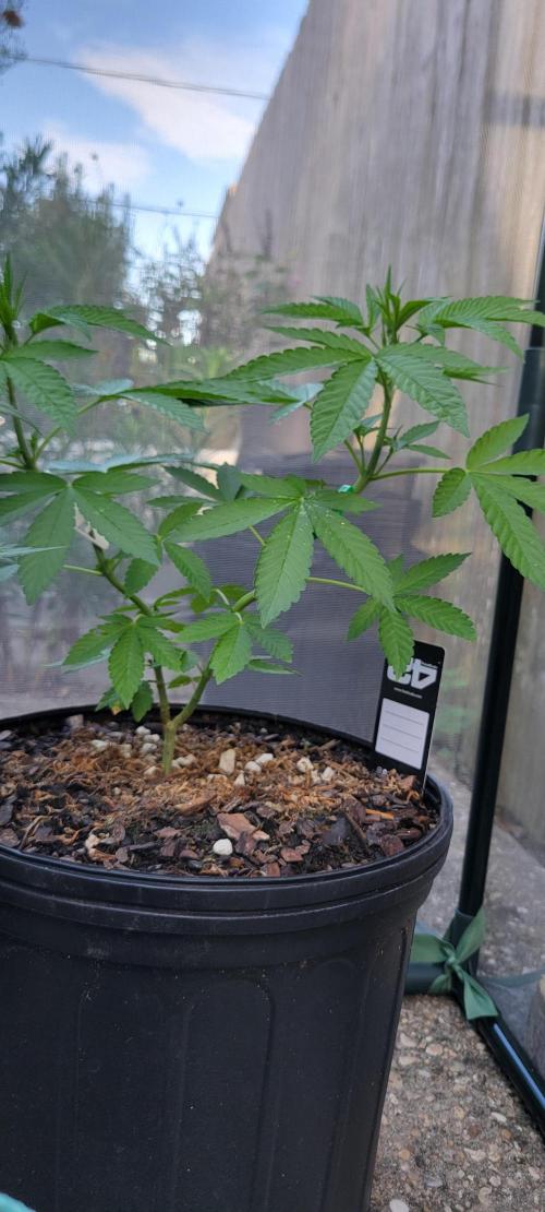 Spit Shot. Week 5