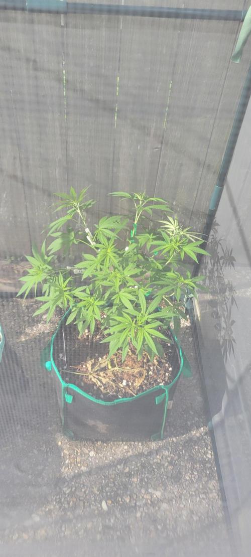 Z42 FB. Week 8