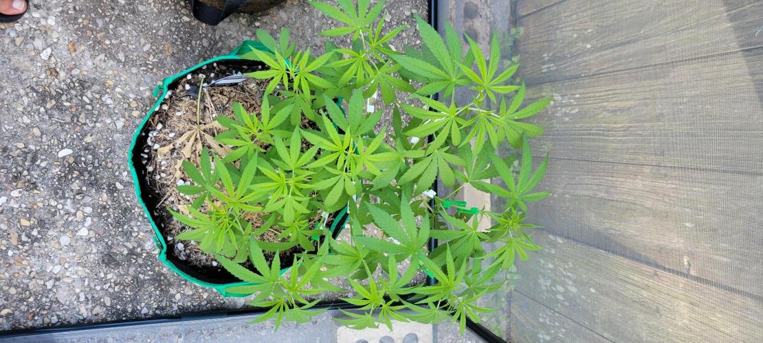 Z42 FB. Week 8