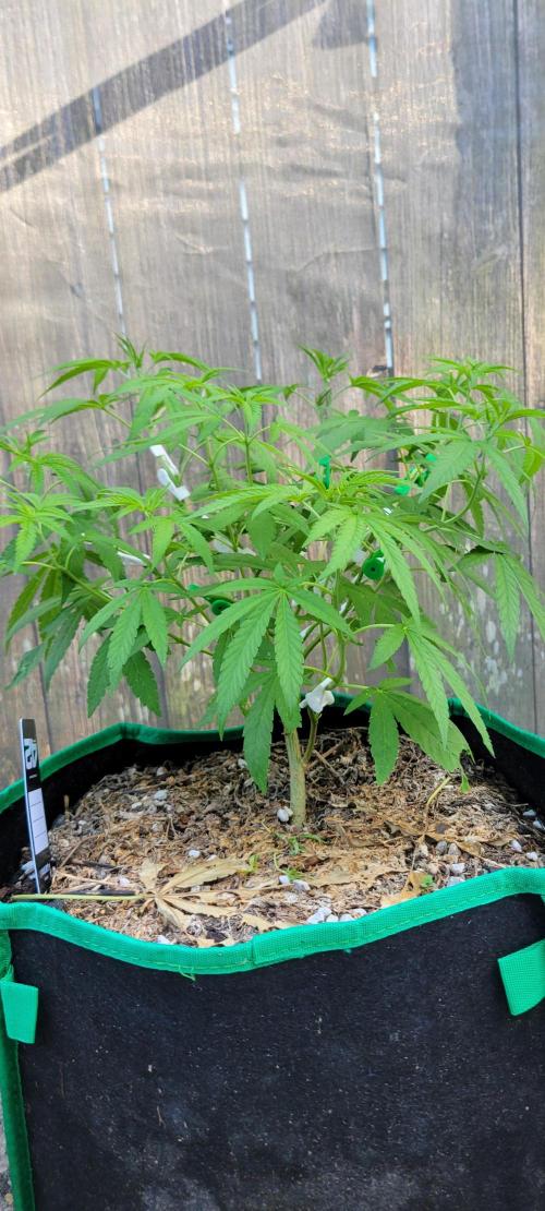 Z42 FB. Week 8