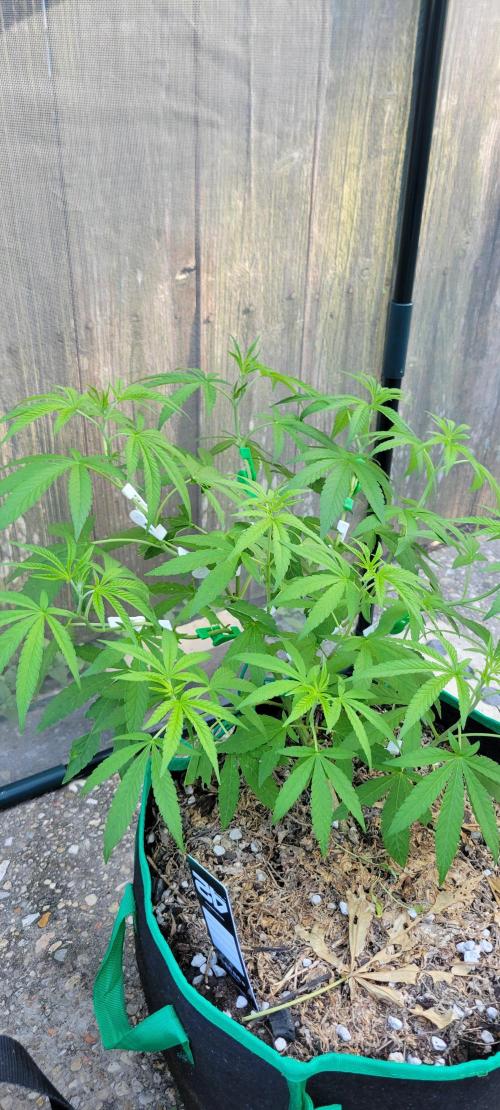 Z42 FB. Week 8