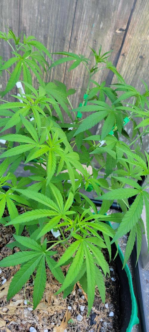 Z42 FB. Week 8