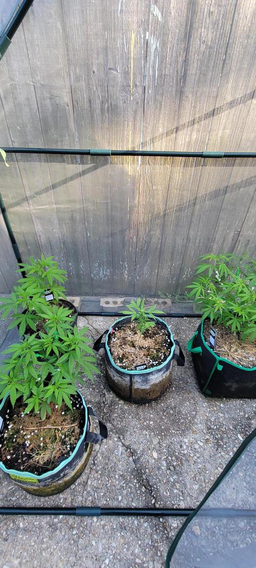 Z42 FB. Week 8