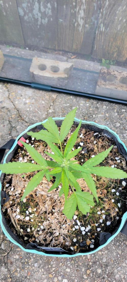 Lemon Cherry Sundae. Week 5