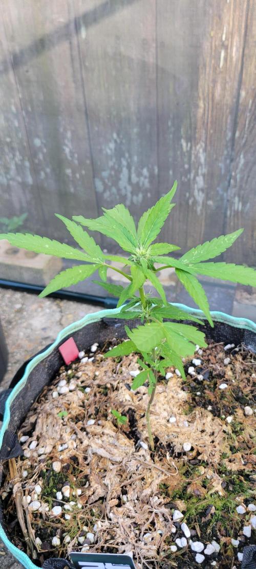 Lemon Cherry Sundae. Week 5