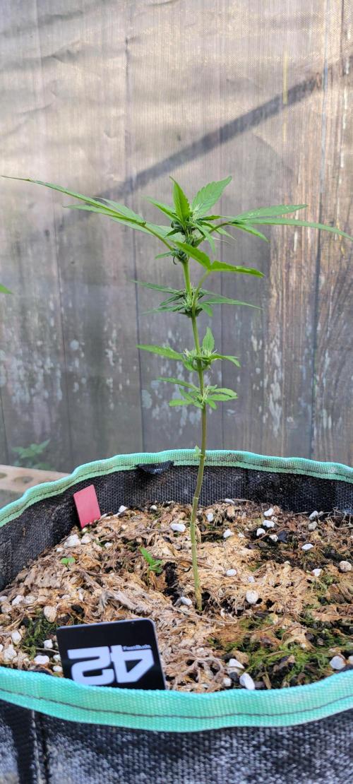 Lemon Cherry Sundae. Week 5