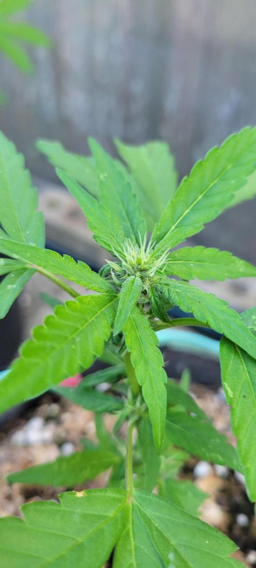 Lemon Cherry Sundae. Week 5