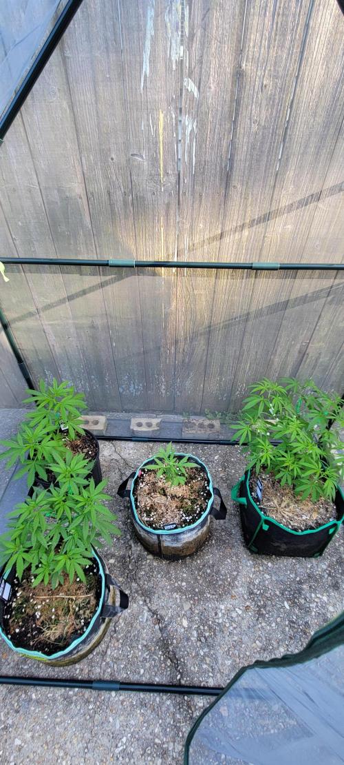 Lemon Cherry Sundae Auto. Week 5