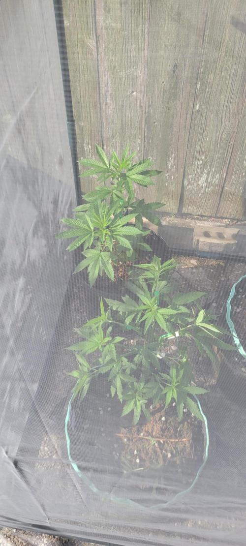 Chem Funk Clone. Week 5