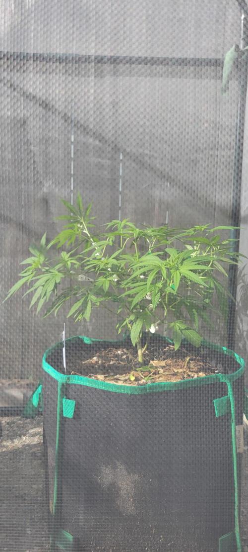 Chem Funk Clone. Week 5