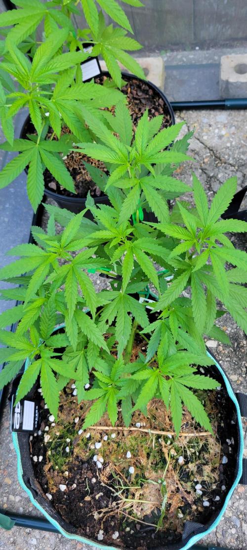 Chem Funk Clone. Week 5