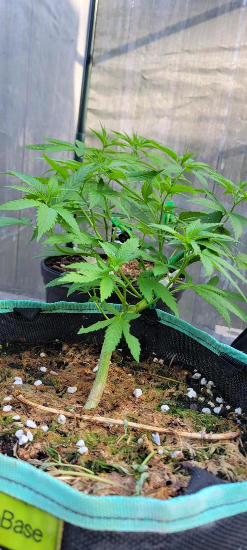 Chem Funk Clone. Week 5