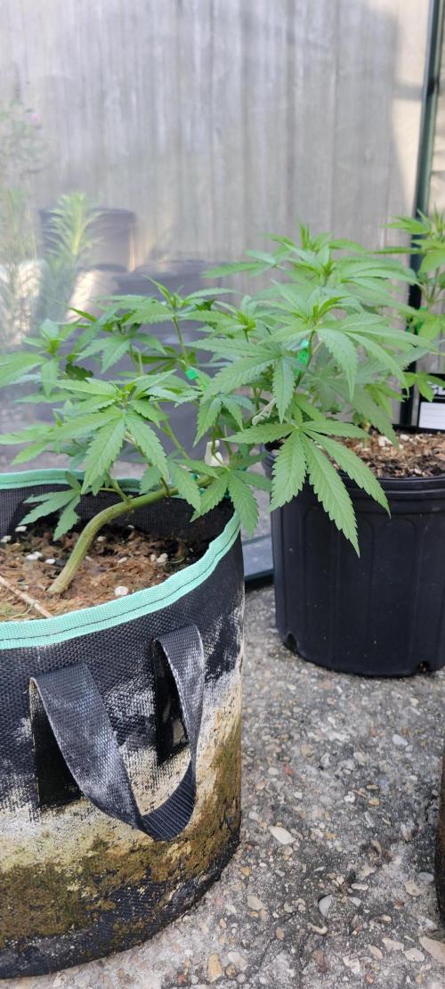 Chem Funk Clone. Week 5
