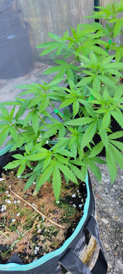 Chem Funk Clone. Week 5