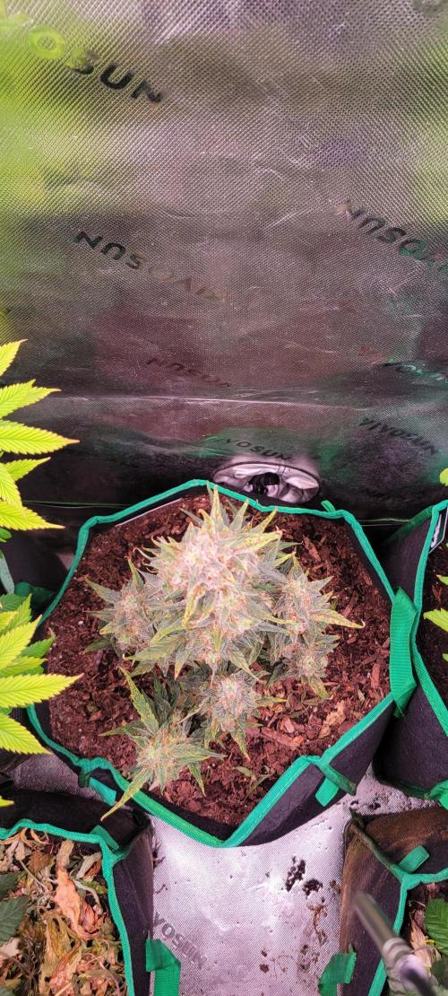 Runtz F1. Week 8
