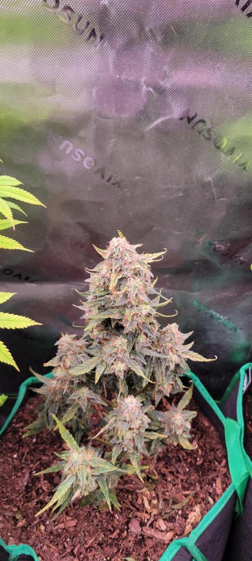 Runtz F1. Week 8
