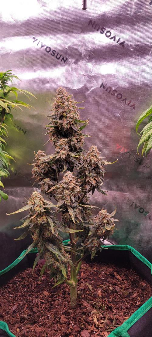 Runtz F1. Week 8