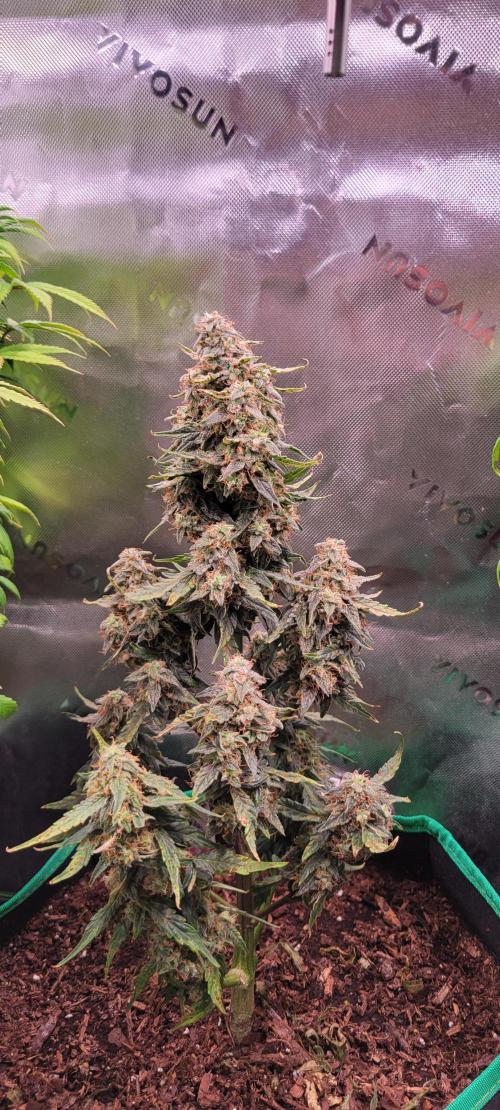 Runtz F1. Week 8