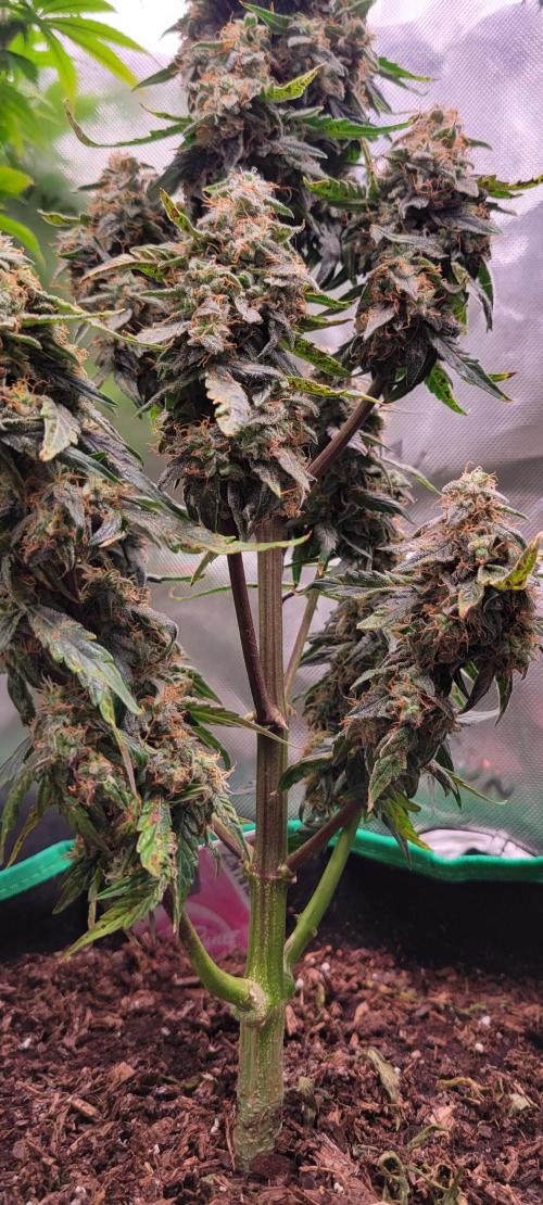Runtz F1. Week 8