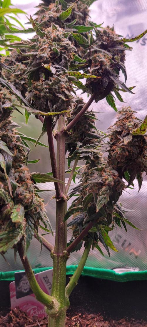 Runtz F1. Week 8