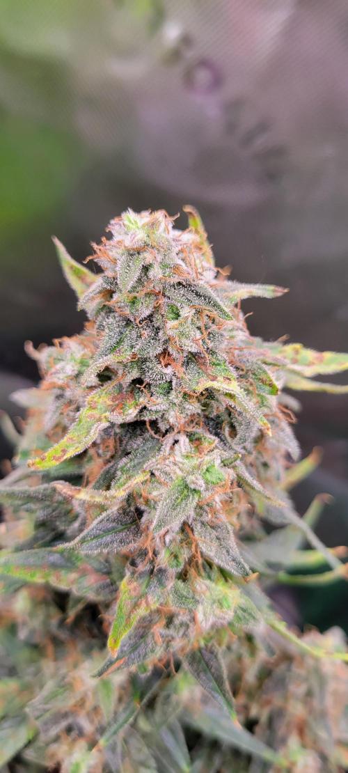 Runtz F1. Week 8