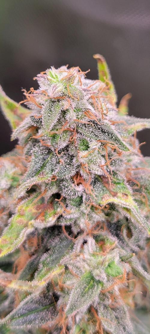 Runtz F1. Week 8