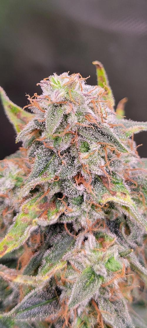 Runtz F1. Week 8