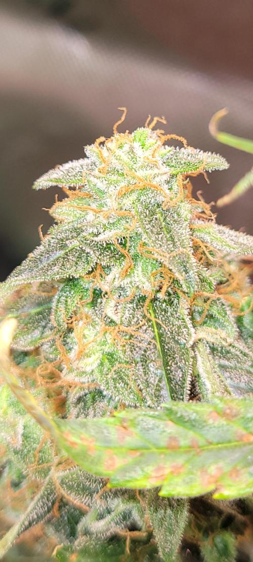 Runtz F1. Week 8