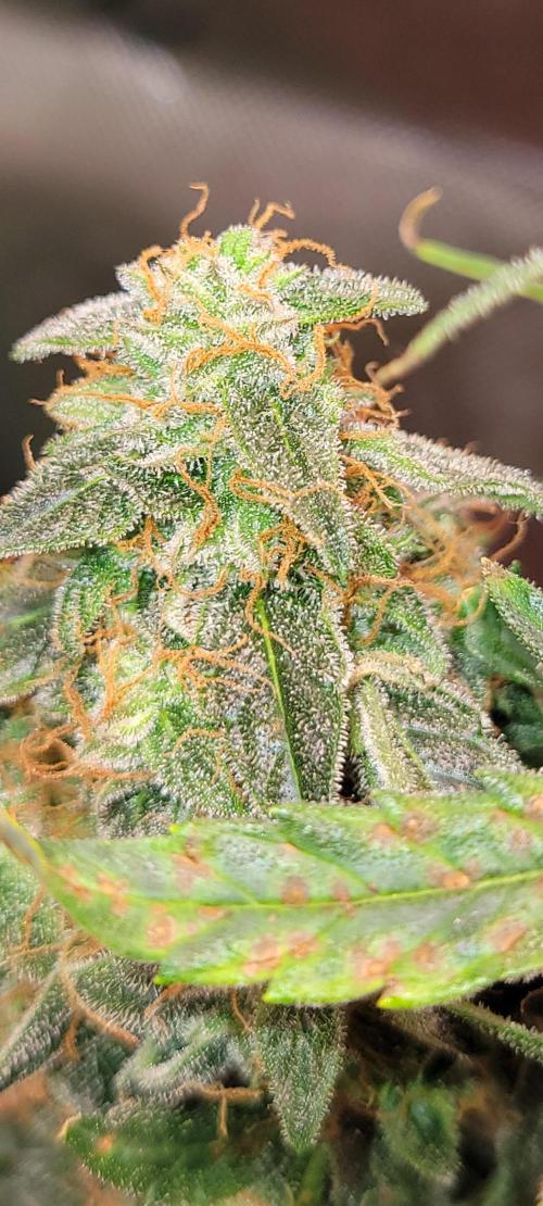 Runtz F1. Week 8