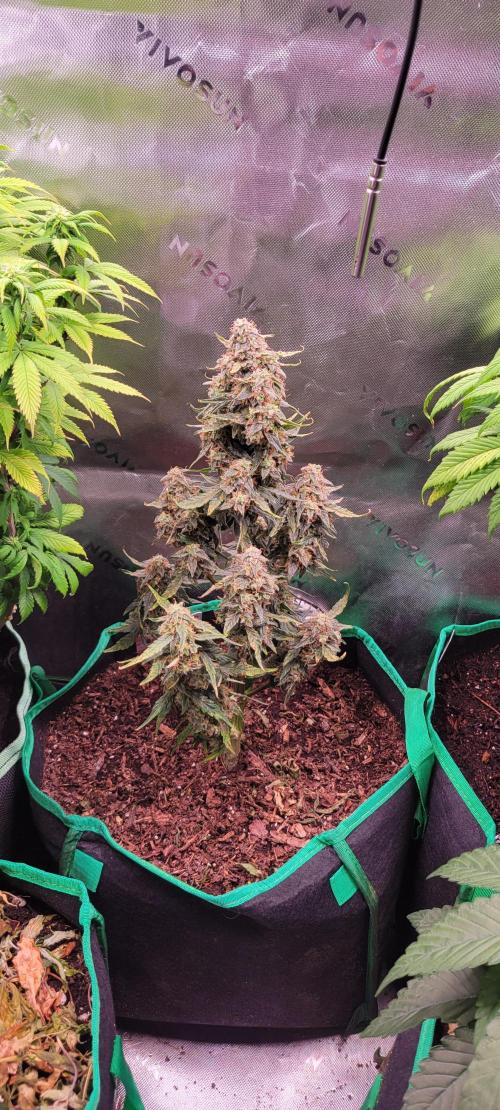 Runtz F1. Week 8