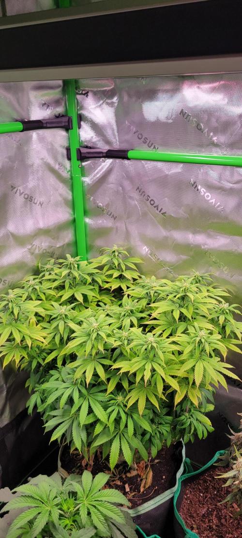 Chem Funk. Week 14