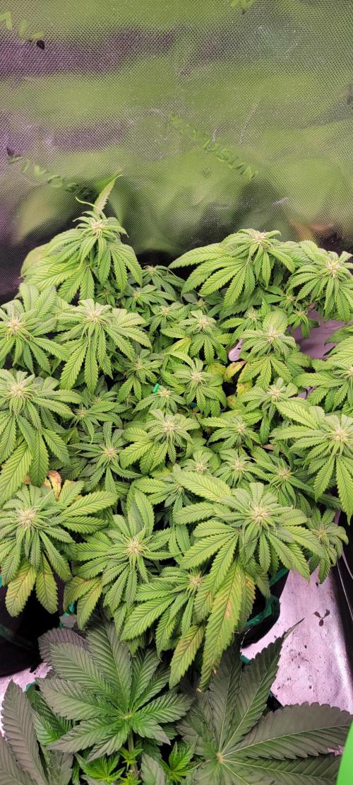 Purple Lemonade FF. Week 8