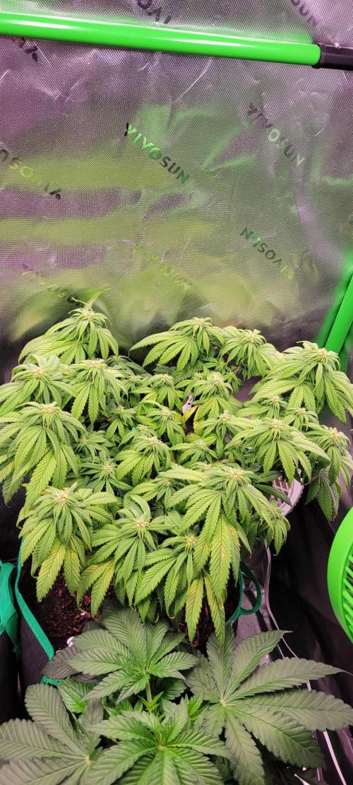 Purple Lemonade FF. Week 8