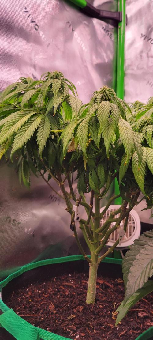 Purple Lemonade FF. Week 8