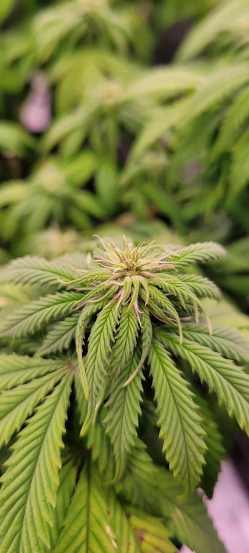 Purple Lemonade FF. Week 8