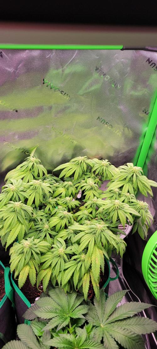 Purple Lemonade FF. Week 8