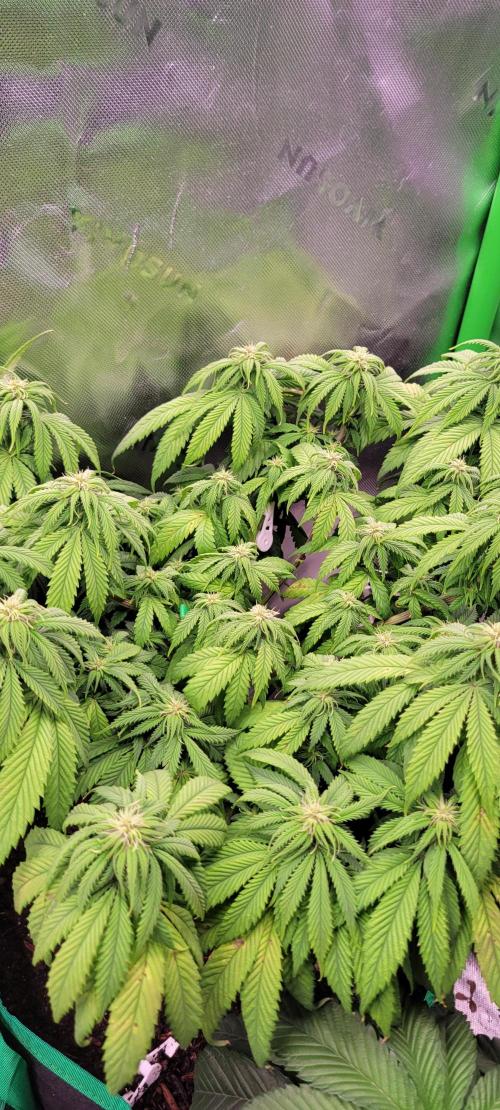Purple Lemonade FF. Week 8