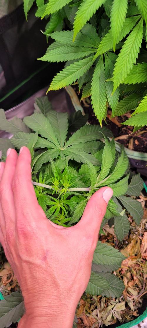 Gary Sherbet. Week 5