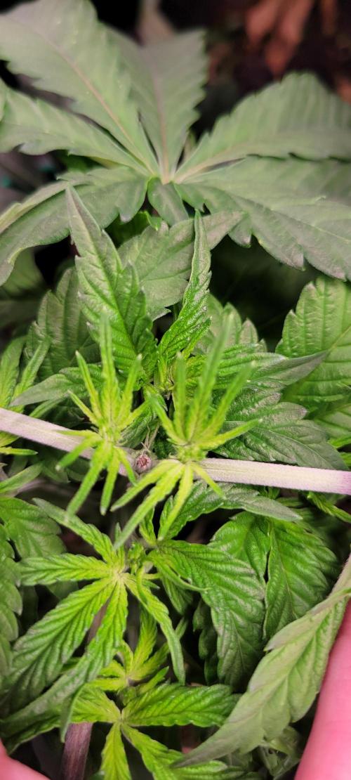 Gary Sherbet. Week 5