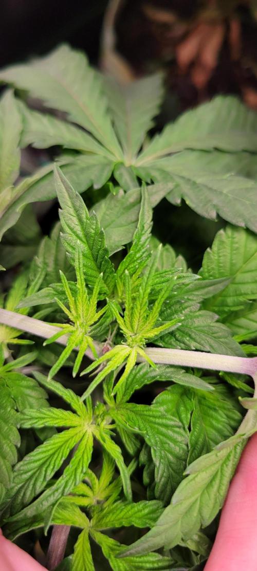 Gary Sherbet. Week 5