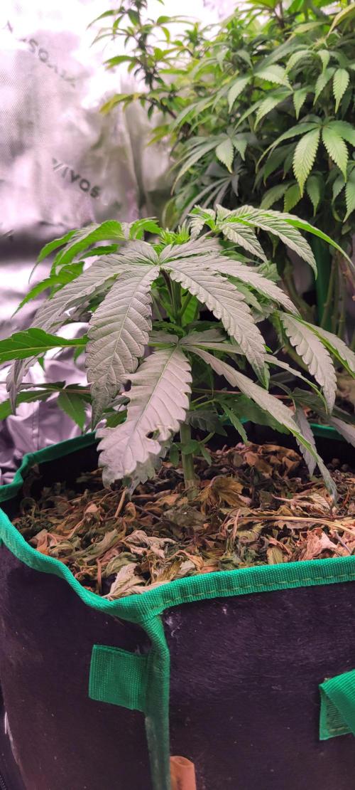 Gary Sherbet. Week 5